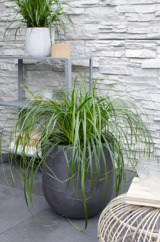 Carex 'Ribbon Falls' - ↨60Cm - Ø23 - Pianta Perenne