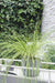 Carex Testacea 'Fuoco Della Prateria'