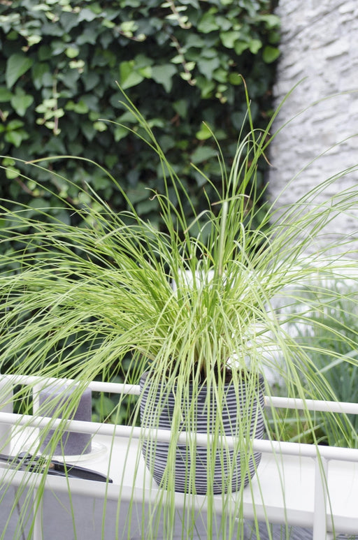 Carex Testacea 'Fuoco Della Prateria'