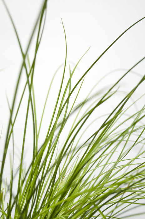 Carex Testacea 'Fuoco Della Prateria'