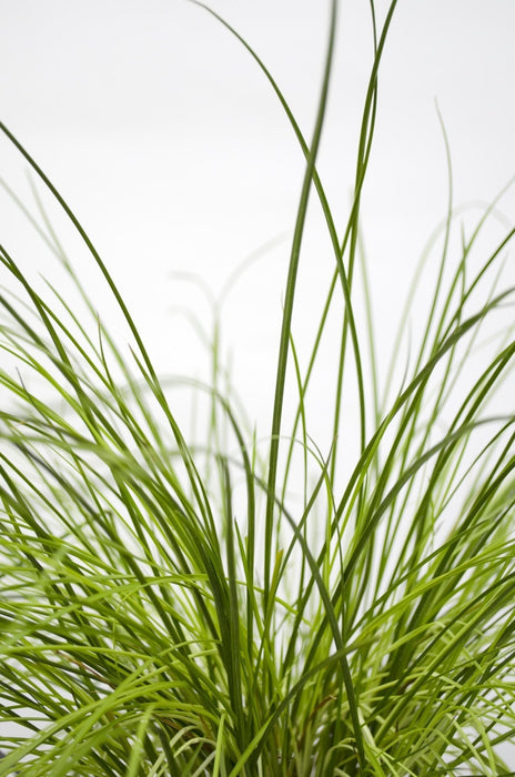 Carex Testacea 'Fuoco Della Prateria'