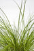 Carex Testacea 'Fuoco Della Prateria'