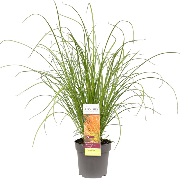 Carex Testacea 'Fuoco Della Prateria'