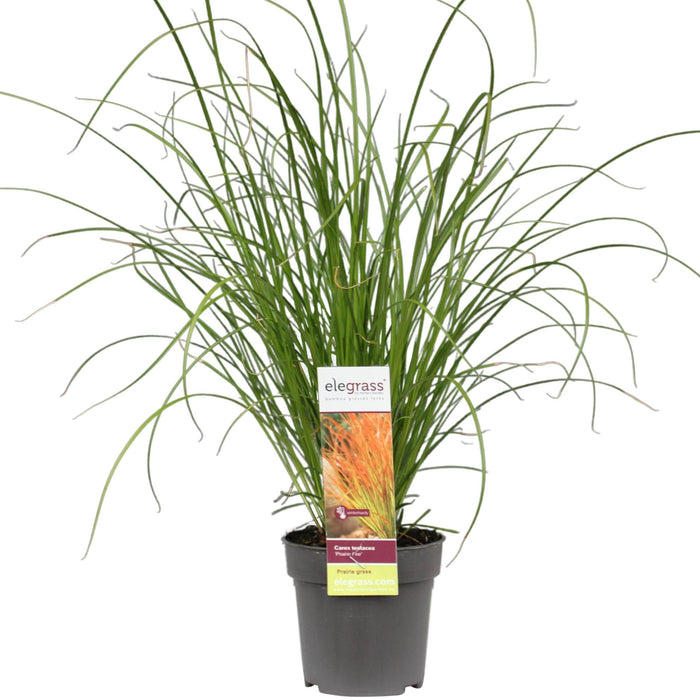 Carex Testacea 'Fuoco Della Prateria'