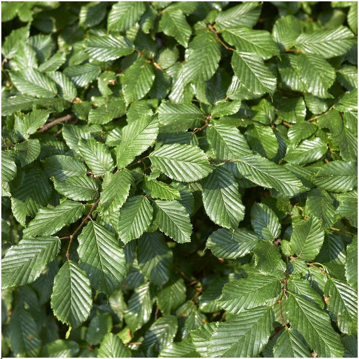 Carpinus Betulus – Set Di 6