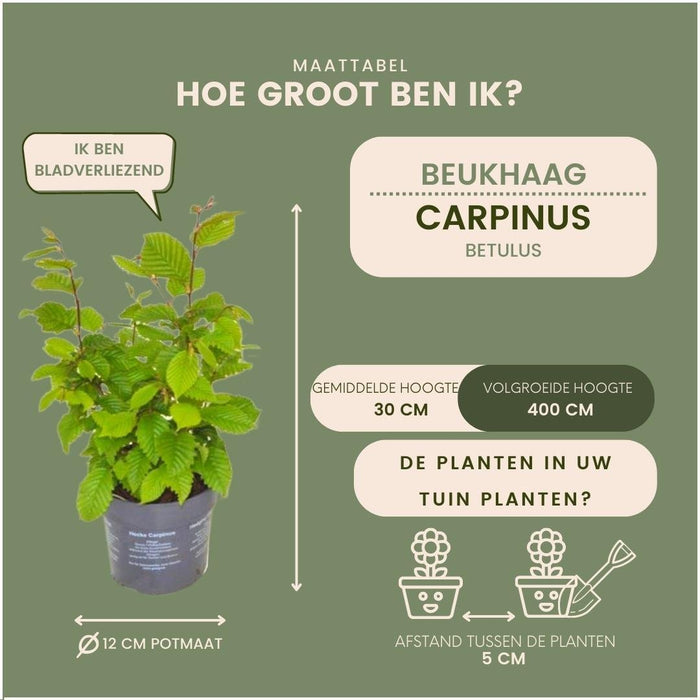 Carpinus Betulus – Set Di 6