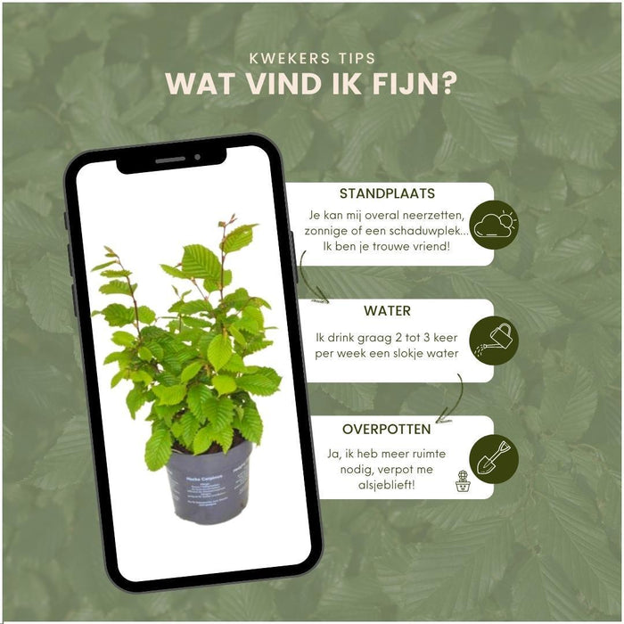 Carpinus Betulus – Set Di 6