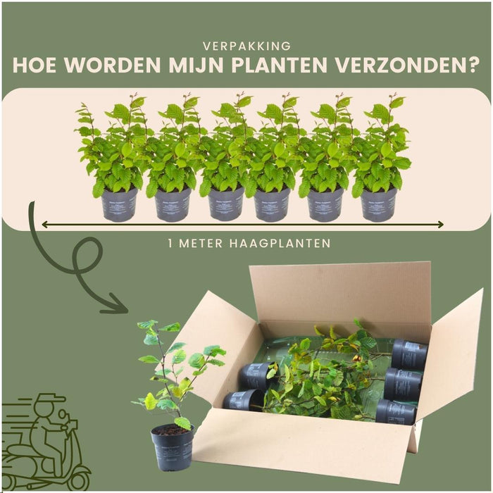 Carpinus Betulus – Set Di 6