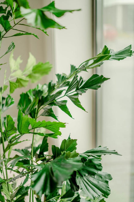 Caryota Mitis - Grande Pianta Artificiale