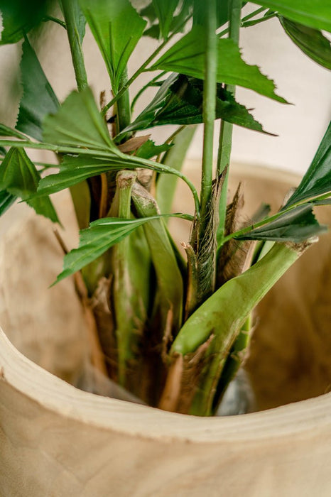 Caryota Mitis - Grande Pianta Artificiale