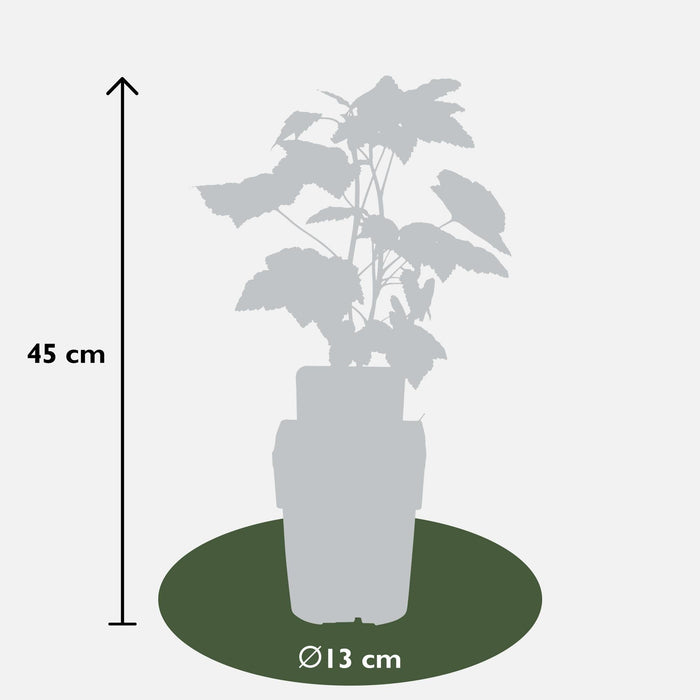 Ribes Nero - Arbusto Da Frutto