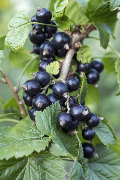 Ribes Nero - Arbusto Da Frutto