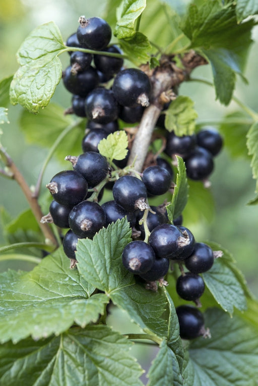 Ribes Nero - Arbusto Da Frutto