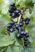Ribes Nero - Arbusto Da Frutto