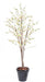 Ciliegio Da Fiore Artificiale 210 Cm Bianco