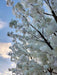Ciliegio Giapponese Artificiale In Fiore 350 Cm Bianco