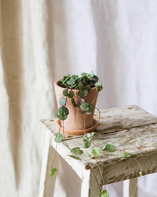 Ceropegia Woodii - Catena Di Cuori