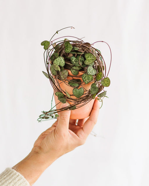 Ceropegia Woodii - Catena Di Cuori