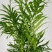 Chamaedorea Elegans – Set Di 2