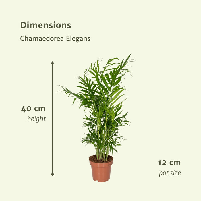 Chamaedorea Elegans – Set Di 2
