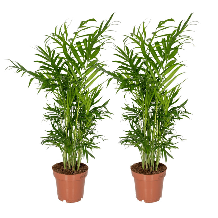 Chamaedorea Elegans – Set Di 2