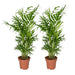 Chamaedorea Elegans – Set Di 2