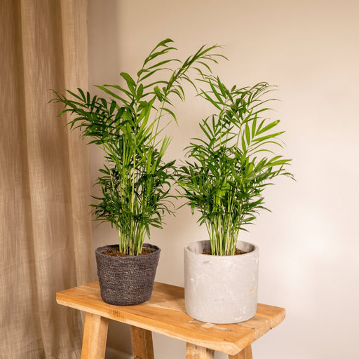 Chamaedorea Elegans – Set Di 2