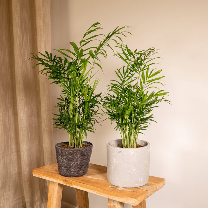 Chamaedorea Elegans – Set Di 2