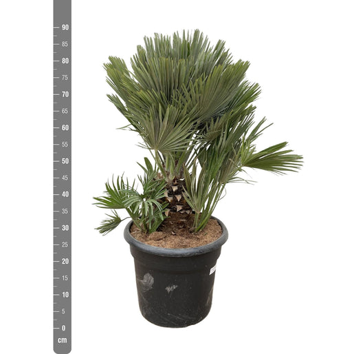 Chamaerops Humilis Compatto H100Cm