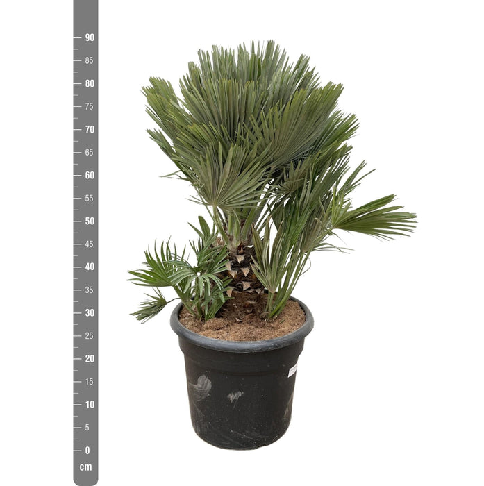 Chamaerops Humilis Compatto H100Cm