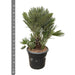 Chamaerops Humilis Compatto H100Cm