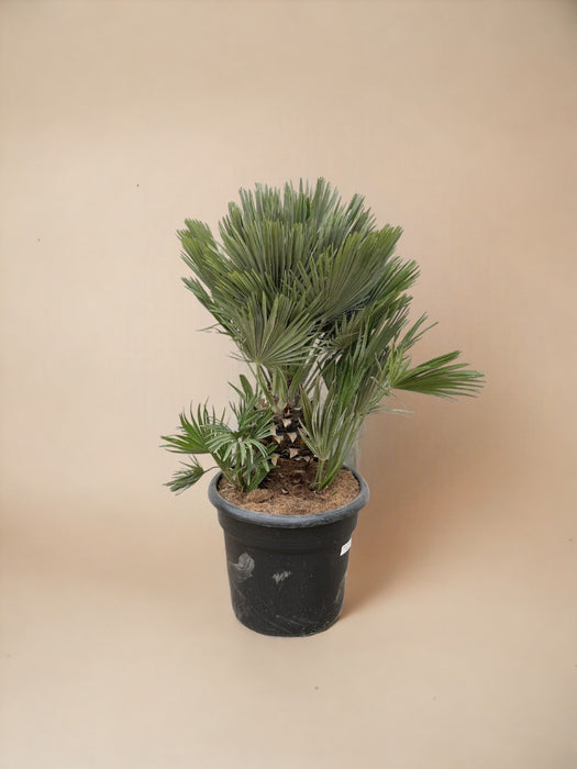 Chamaerops Humilis Compatto H100Cm