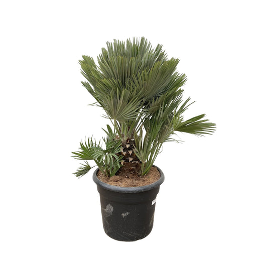 Chamaerops Humilis Compatto H100Cm