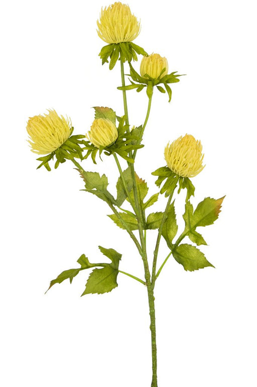 Cardo Selvatico - Ramo Di Fioritura Artificiale
