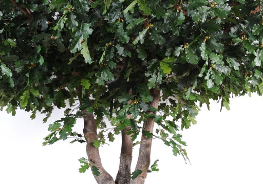Quercia Artificiale 350 Cm Pianta Da Interno Fogliame Verde