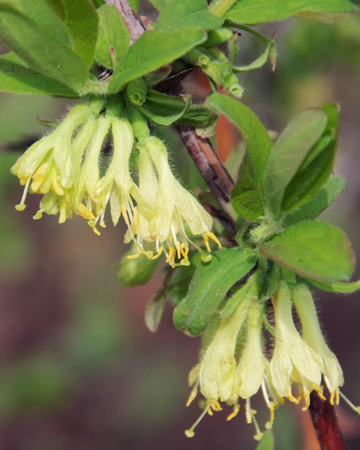 Caprifoglio Commestibile - ↨45Cm - Ø13 - Arbusto Da Frutto