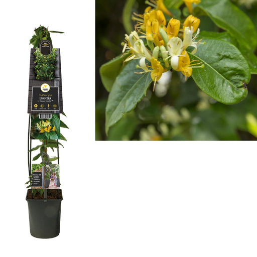 Caprifoglio Rame Beauty D23Cm H115Cm