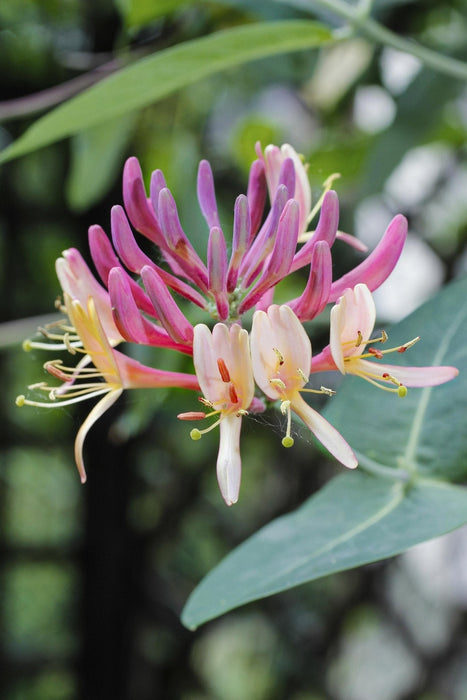 Caprifoglio Selvatico 'Belgica' - ↨65 Cm - Ø15 - Pianta Da Esterno Fiorita