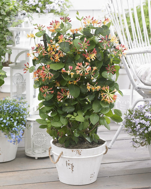 Caprifoglio Selvatico 'Helestial' - ↨65Cm - Ø15 - Pianta Rampicante Da Esterno