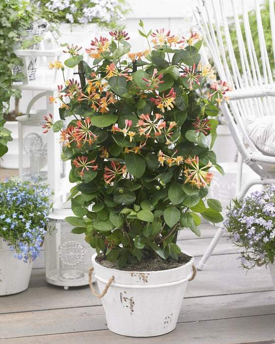 Caprifoglio Selvatico 'Helestial' - ↨65Cm - Ø15 - Pianta Rampicante Da Esterno