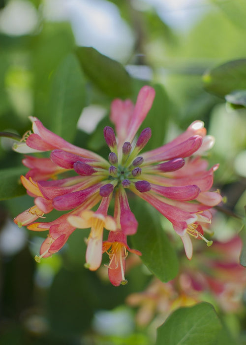 Caprifoglio Selvatico 'Helestial' - ↨65Cm - Ø15 - Pianta Rampicante Da Esterno