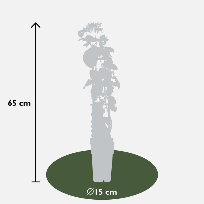 Caprifoglio Selvatico 'Helestial' - ↨65Cm - Ø15 - Pianta Rampicante Da Esterno