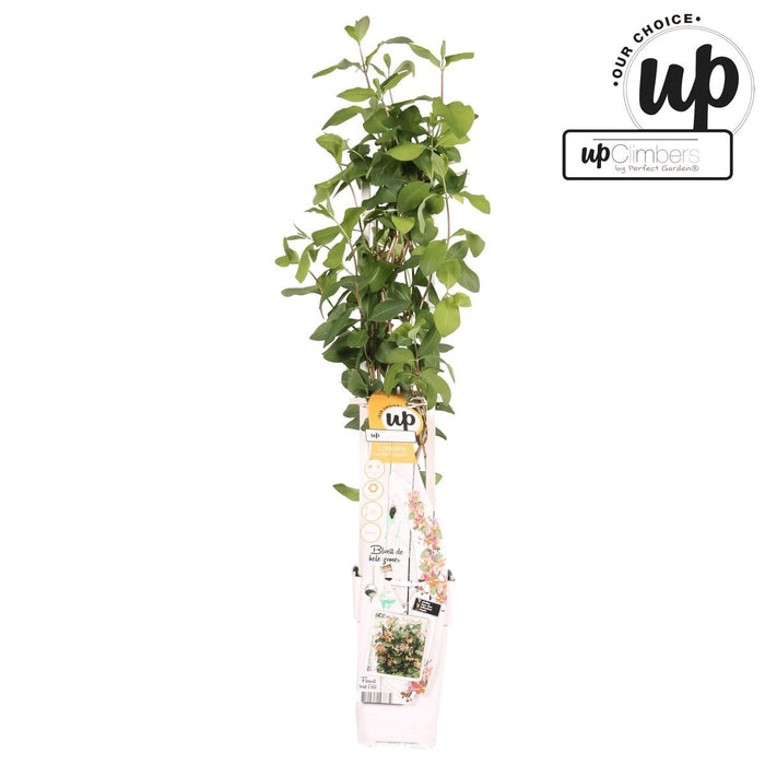 Caprifoglio Selvatico 'Helestial' - ↨65Cm - Ø15 - Pianta Rampicante Da Esterno