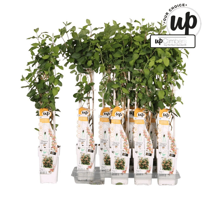 Caprifoglio Selvatico 'Helestial' - ↨65Cm - Ø15 - Pianta Rampicante Da Esterno