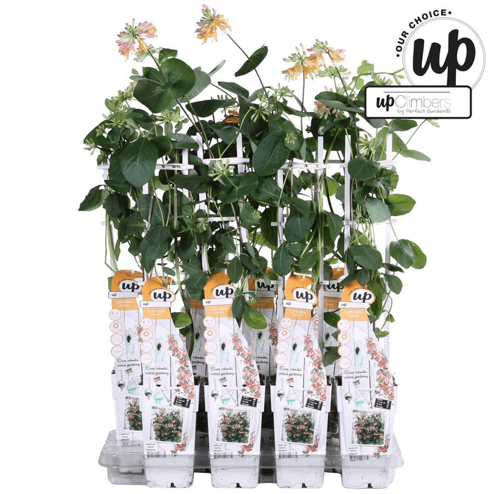 Caprifoglio Selvatico 'Helestial' - ↨65Cm - Ø15 - Pianta Rampicante Da Esterno