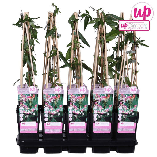 Caprifoglio Loninera Henryi - ↨65Cm - Ø15 - Pianta Da Esterno