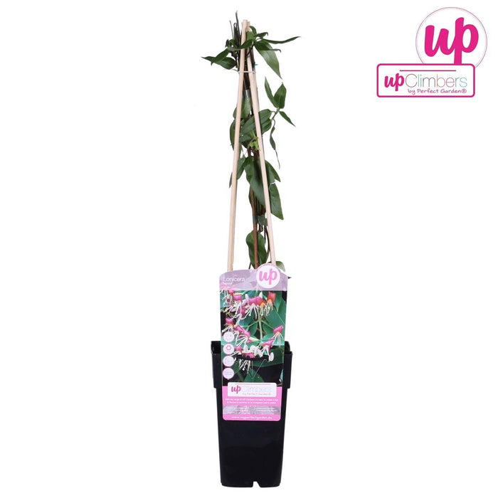 Caprifoglio Loninera Henryi - ↨65Cm - Ø15 - Pianta Da Esterno