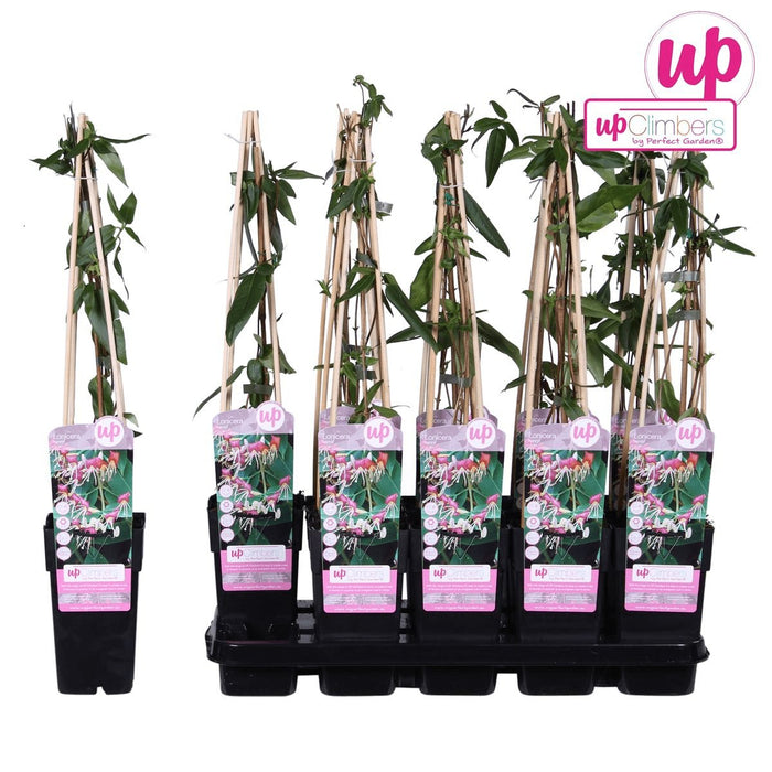 Caprifoglio Loninera Henryi - ↨65Cm - Ø15 - Pianta Da Esterno