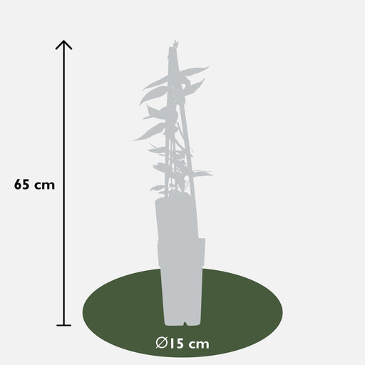 Caprifoglio Loninera Henryi - ↨65Cm - Ø15 - Pianta Da Esterno