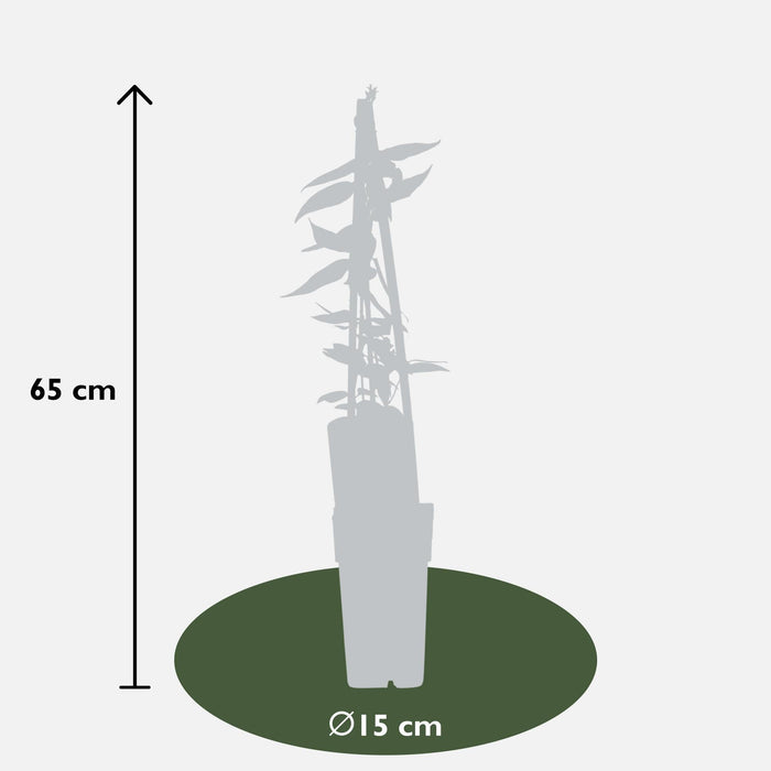 Caprifoglio Loninera Henryi - ↨65Cm - Ø15 - Pianta Da Esterno
